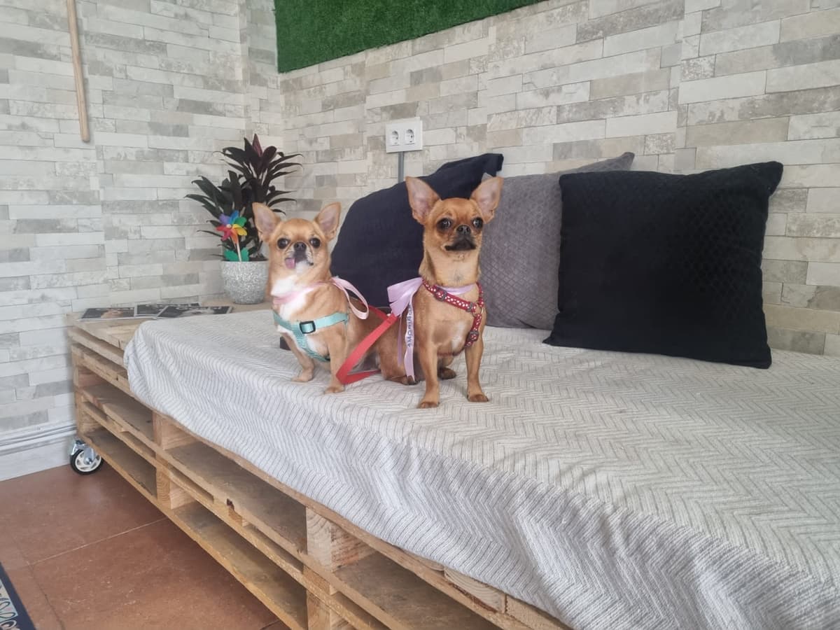 Amoriños Peluquería & Spa Canino Felino